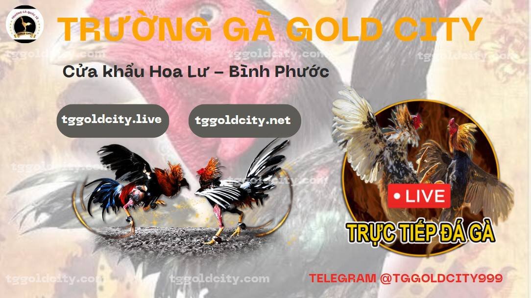 Trực Tiếp Đá Gà C1 Trường Gà Gold City - Trường Gà Gold City CamPuChia Trực Tiếp Gà Chọi C1 Đá Gà C1 xem-truc-tiep-gold-city